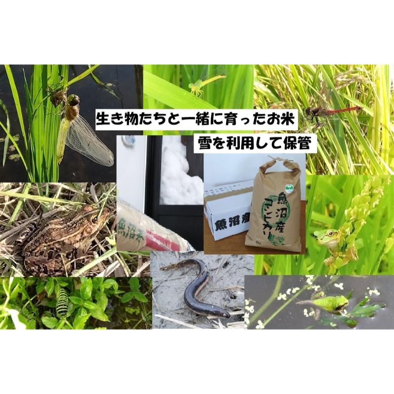 【ふるさと納税】【魚沼ブランド】精米10kg【農薬化学肥料栽培期間中不使用・生態系保全・再生可能エネルギー・エコファーマー・生産工程管理】魚沼産コシヒカリ