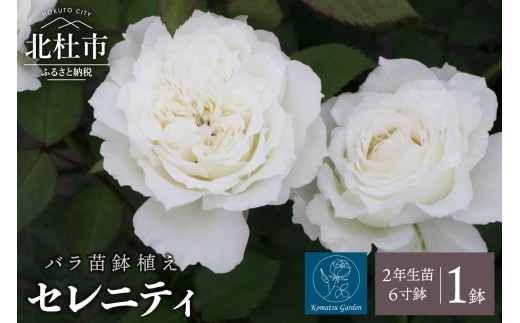 【2026年2月以降発送】バラ苗鉢植え「セレニティ」 バラ 苗 1鉢 四季咲き 鉢植え 花 6寸鉢 2年生苗 ガーデニング 初心者 母の日 父の日