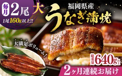 【全2回定期便】福岡県産 うなぎ 蒲焼 大2尾　合計 320 g（1尾あたり 160g以上）《豊前市》【福岡養鰻】 国産 うなぎ 大 [VAD034]