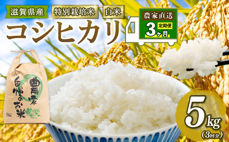 【 新米予約 】 特別栽培米 こしひかり 令和7年 米 5kg 白米 定期便 3ヶ月 計 15kg コシヒカリ 2025年産 国産 農家直送 コシヒカリ 5kg × 3回 国産 農家直送 環境こだわり お米 こめ おこめ 農家直送 産地直送 送料無料
