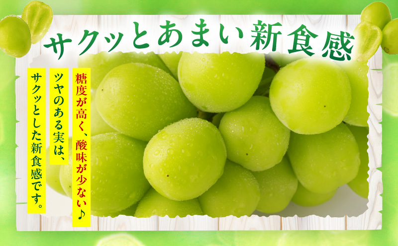 【先行受付】訳あり 特大シャインマスカット1房 約750g マスカット ぶどう ブドウ 葡萄 訳あり 果物 フルーツ 人気 香川 香川県 三木町 特大 大房 大粒 厳選 種なし 皮ごと食べられる ジュ