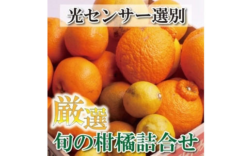 
＜1月より発送＞厳選 柑橘詰合せ5kg+150g（傷み補償分）【有田の春みかん詰め合わせ・フルーツ詰め合せ・オレンジつめあわせ】【光センサー選別】
