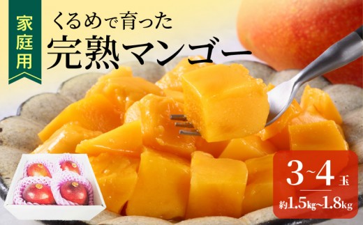 【2027年7月以降お届け】【家庭用】くるめで育った完熟マンゴー（3～4玉：約1.5～1.8kg）_家庭用 トロ～ッと口のなかでとろける くるめで育った 完熟マンゴー 3玉 〜 4玉 甘い 子供も安心 フルーツ 果物 果実 マンゴー 完熟 国産 家庭用 訳あり 冷蔵 クール便 倉重農園 お取り寄せ 福岡県 久留米市 送料無料_Fm009-034