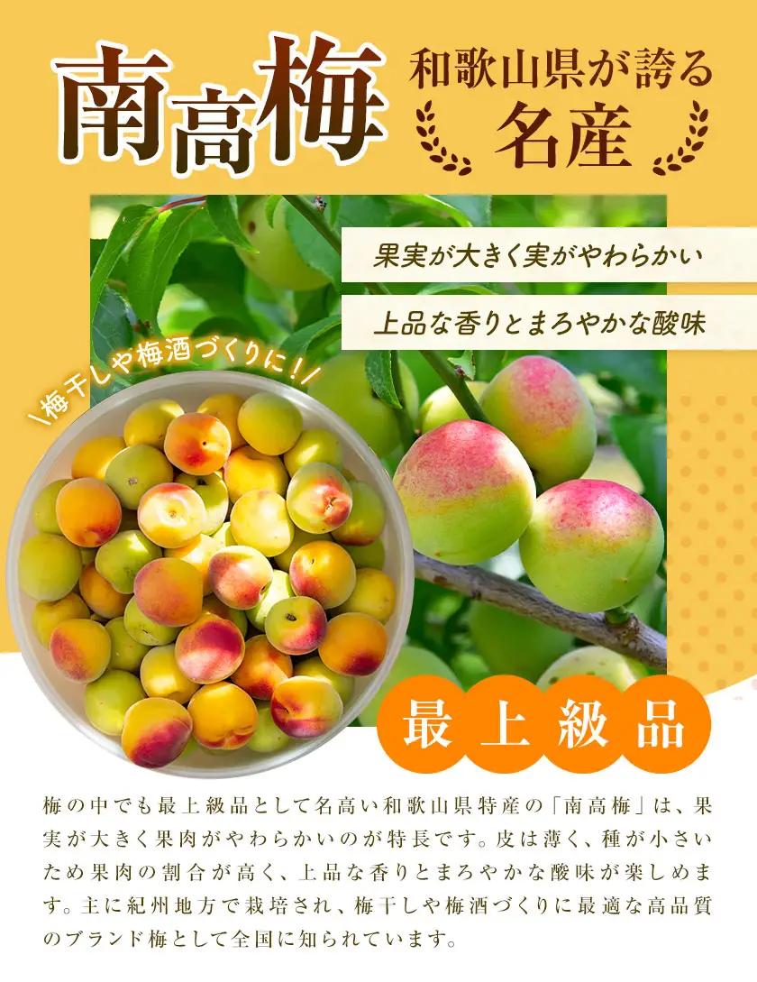 紀州南高梅 訳あり(完熟) 2L 5kg 農業福祉研究機構《6月下旬-7月上旬頃出荷》