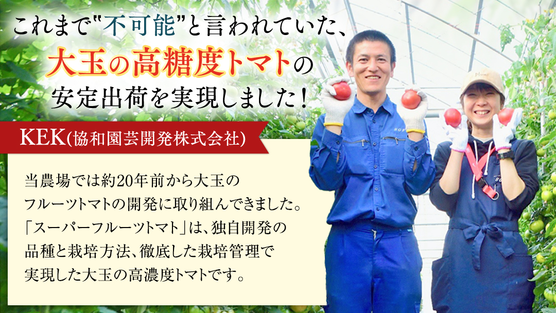 《 2027年 収穫分 》2～3月配送 スーパーフルーツトマト 中箱 約1.2kg × 1箱 (12～18玉/1箱) 糖度9度以上 先行予約 茨城県 桜川市 KEK 国産 トマト フルーツトマト ブラ
