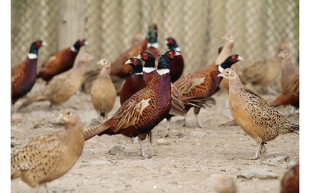 きじ鍋セット きじ鍋 キジ鍋 雉鍋 きじ肉 キジ肉 雉肉 濃縮スープ スープ付き 旨味 鍋 鍋セット 肉 お肉 肉団子 きじだんご 食品 冷凍 簡単調理 特産品 お取り寄せ グルメ 国産【えひめの町（