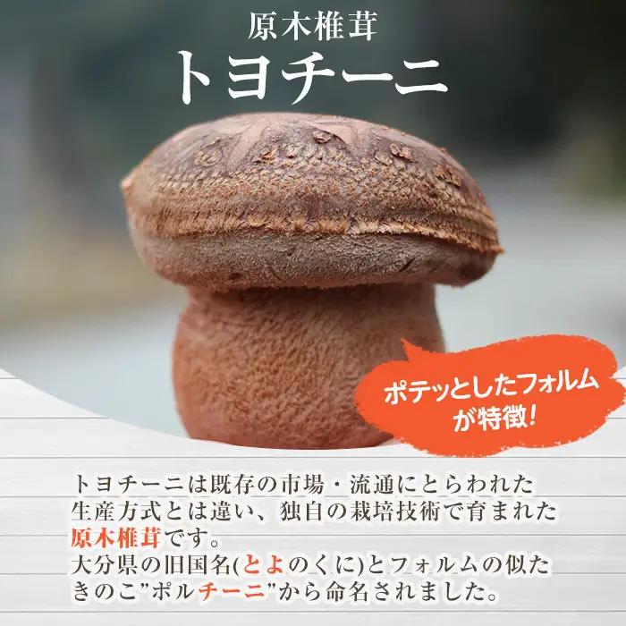 トヨチーニペースト プレーン・バジル(各1個・合計180g) 椎茸 しいたけ シイタケ 調味料 ディップソース バゲット パスタソース 【110300701】【松重　拓志】