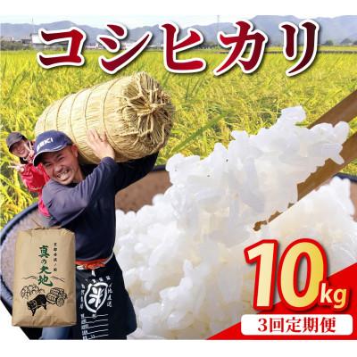 ふるさと納税 亀岡市 【毎月定期便】京都丹波産 お米 コシヒカリ 精米 10kg 米定期便 3ヶ月 全3回