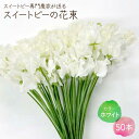 【ふるさと納税】【先行予約】【生産農家直送！】スイートピー 花束 50本（ホワイト）【木下農園】花 フラワー ギフト 贈り物 プレゼント [IBW003]