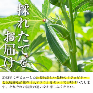 いずみ産 オクラ 2種 食べ比べ 600g 【イーサイドライン】 i1217-A