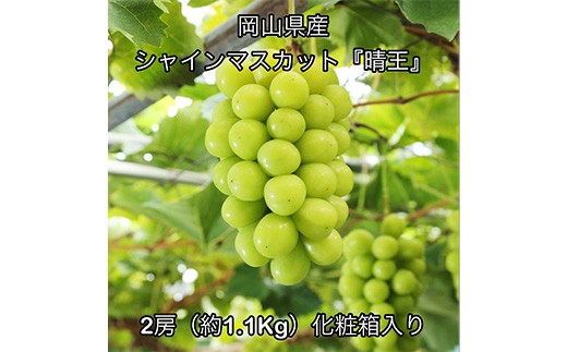 
                  シャインマスカット「晴王」2房（約1.1㎏）化粧箱入り 岡山県産
                