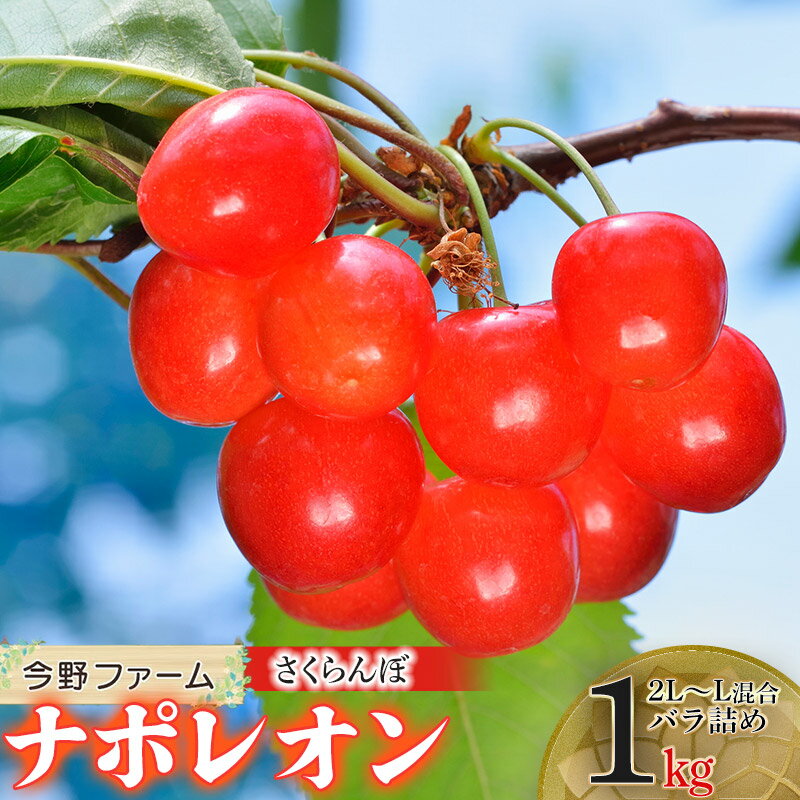 【ふるさと納税】 【令和8年産先行予約】山形県 鶴岡産さくらんぼ「ナポレオン」 2L～Lサイズ混合　バラ詰め1kg