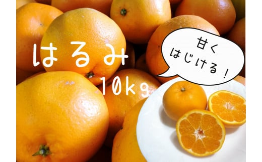 【先行予約＿2026年出荷分】湯の花　はるみ10kg箱セット　【 10Kg はるみ みかん 果物 フルーツ 旬 柑橘 甘い 新鮮 】　<BC-33>