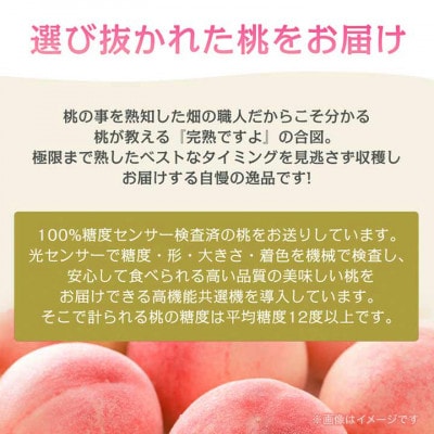 《2026年発送　先行受付》桃 『白桃系』 約2kg 5～8玉 朝もぎ直送! 選び抜かれた桃【配送不可地域：離島】