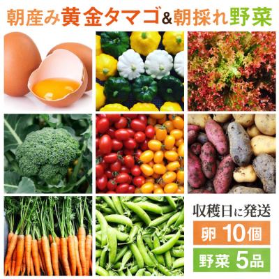 ふるさと納税 糸島市 糸島の朝産み黄金タマゴ10個 朝どれ新鮮野菜5品セット オーガニックナガミツファーム[AGE046]