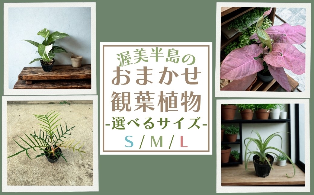 
            渥美半島のおまかせ観葉植物 選べるサイズ S / M / L / 4回 定期便 観葉植物 植物 グリーン インテリア インテリアグリーン 緑 おまかせ
          