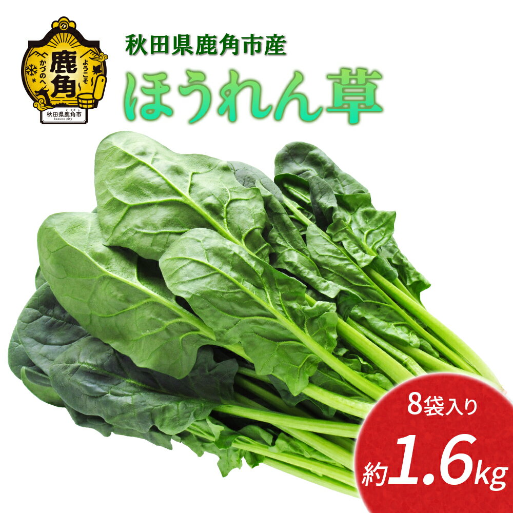 【ふるさと納税】《 先行予約 》 ほうれん草 約 1.6kg 新鮮 旬 緑黄色野菜 ホウレンソウ 炒め物 おひたし 安全 甘い 採れたて 国産野菜 お取り寄せ グルメ ギフト お中元 お歳暮 秋田 あきた 鹿角市 鹿角 秋田県 鹿角産 送料無料 【恋する鹿角カンパニー】