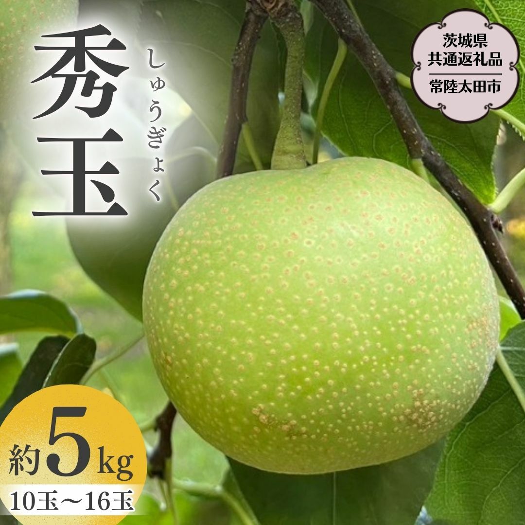 【2026年9月上旬発送開始】 茨城県産 『幻の 梨 』 秀玉 約 5kg 10玉 ～ 16玉 【茨城県共通返礼品／常陸太田市】 桧山果樹園 農家直送 桧山果樹園 農家直送 フルーツ  甘い 直送 茨城 限定 ギフト 梨 秀玉 しゅうぎょく 果物 [DU006sa]