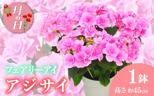 【先行予約】 母の日に！ アジサイ 鉢植え フェアリーアイ ピンク 5号 花 新品種 花鉢 ギフト ガーデニング 贈り物 贈答 母の日 紫陽花 2026年5月から順次発送 オンライン決済限定 静岡県 