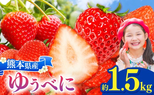坂本いちご農園 ゆうべに 1.5㎏ ｜ 果物 くだもの フルーツ いちご 苺 イチゴ ゆうべに 1.5㎏ 熊本県 玉名市