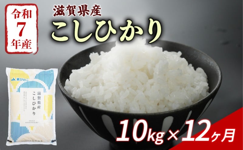 
                  こしひかり 10kg 12回定期便 令和7年産 定期便 米 精米 こめ コメ お米 ご飯 米 コシヒカリ 米定期便 12か月定期便 12ヶ月定期便 12回 12ヶ月 12か月 滋賀 彦根
                
