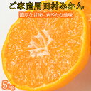 【ふるさと納税】【ご家庭用訳あり】田村みかん　5kg　※2024年11月下旬頃〜2025年1月下旬頃に順次発送予定(お届け日指定不可)