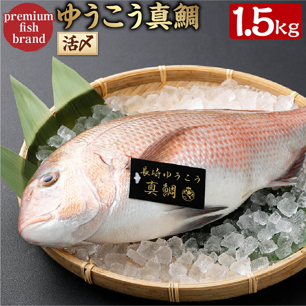 【ふるさと納税】【14営業日以内発送】premiumfishbrand ゆうこう真鯛 (活〆) ×1尾 (約1.5kg) 真鯛 真鯛 マダイ まだい 鯛 タイ たい ゆうこう ブランド魚 魚 さかな 海鮮 魚介類 海の幸 柑橘 九州 長崎県 長崎市 冷蔵 送料無料