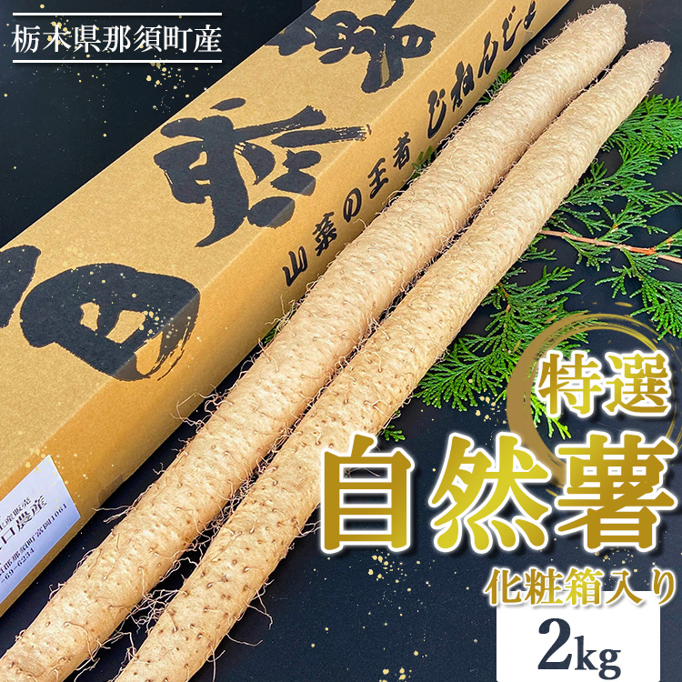 那須町産 自然薯 2kg 化粧箱入り｜贈り物 とろろ とろろご飯 山芋 健康 国産 産地直送 那須 栃木県 那須町〔C-32〕