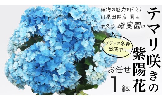 ≪先行予約≫ アジサイ テマリ咲き【 おまかせ 1点 】 【2027年4月上旬頃より発送開始】 植物 花 インテリア フラワー 紫陽花 お花 園芸 初夏 贈り物 ギフト ガーデニング 母の日