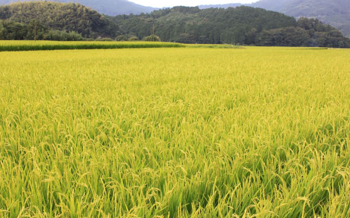 【全3回定期便】【令和7年度産 新米！】 福岡県産米 夢つくし 30kg(5kgx6袋) 精米《築上町》【有限会社ファインリョーコク】 [ABCO031] 白米 米 お米 精米 新米 ゆめつくし ご飯