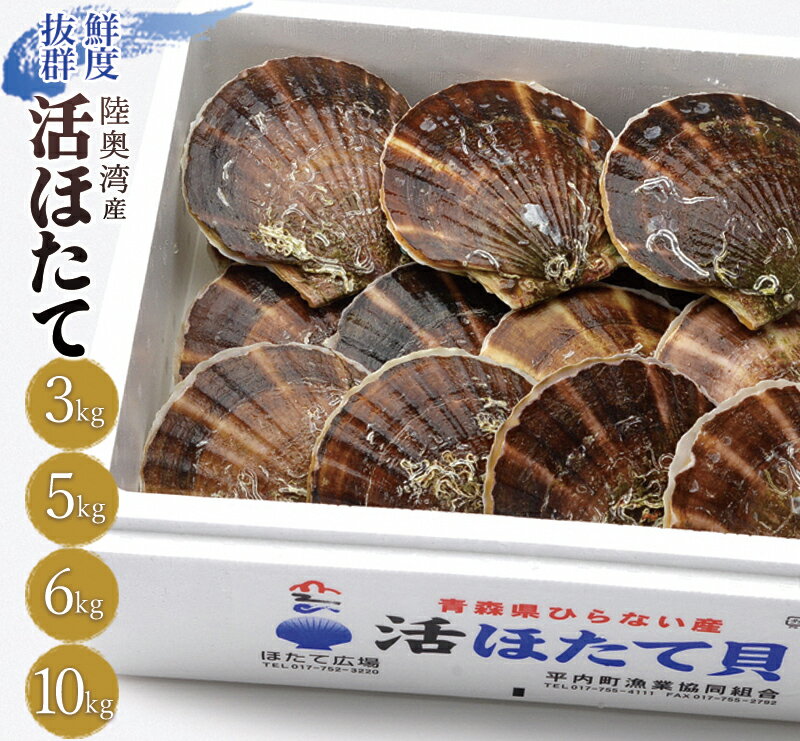 【ふるさと納税】《容量が選べる》活ほたて 3kg～10kg 【平内町漁業協同組合】 ホタテ ほたて 帆立 活ホタテ 人気 生ほたて 生ホタテ 刺身 貝 貝柱 殻付き 海鮮 新鮮 ほたて広場 魚介 青森県 平内町 東北 むつ湾 陸奥湾 漁協 BBQ バーベキュー キャンプ F21J-161var