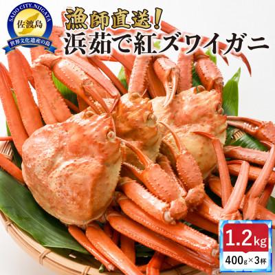 ふるさと納税 佐渡市 佐渡島直送!『冷蔵』浜茹で紅ズワイガニ(400g×3杯)