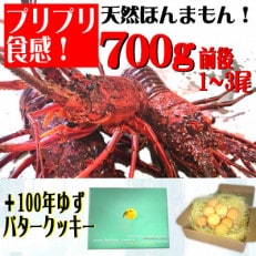 活き〆伊勢海老700g前後(1～3尾)+100年ゆずバタークッキー(誰でも簡単説明書付き)