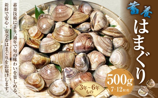 【満天☆青空レストランでご紹介】【指定日必須】 蓄養はまぐり 3年～6年もの 500g はま王 ハマグリ 蛤 貝 カイ 魚介 魚介類 海鮮 海の幸 冷蔵 満天青空レストラン