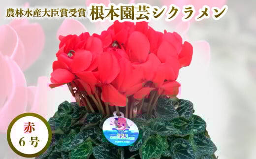【先行予約】シクラメン レッド 6号鉢 | 花 お花 ガーデンシクラメン 赤 6号 花ギフト フラワーギフト 鉢花 鉢植え ギフト プレゼント 贈答 農林水産大臣賞受賞 根本園芸