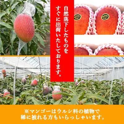 宮崎県産完熟マンゴー[青秀] 合計約1kg（2～3玉）