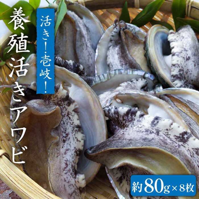 【ふるさと納税】【お中元対象】国産養殖アワビ 活き！壱岐！アワビ（約640g） 約80g×8枚 [JDQ003]あわび/鮑/BBQ 29000 29000円 のし プレゼント ギフト 冷蔵配送