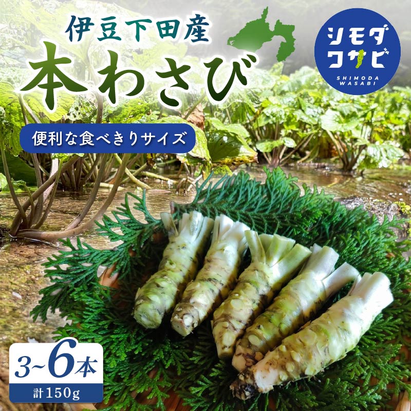 わさび 伊豆下田産 本わさび 食べきりサイズ 3～6本 セット 計150g 使い切り ワサビ 生わさび 国産 産地直送 薬味 調味料 香味野菜 山葵 世界農業遺産 伝統農法 畳石式わさび田 シモダワサビ 伊豆 下田 静岡県 PTS095-00002