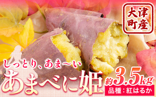 大津町産 あまべに姫 (紅はるか) 約3.5kg ガブレス《12月上旬-3月末頃より出荷開始》さつまいも 芋 紫芋 高糖度---so_gbabh_af123_24_8000_3500g---