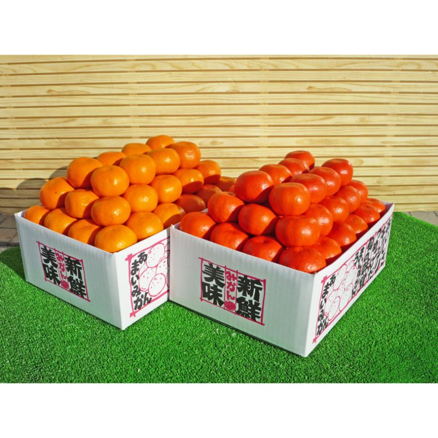 小原紅早生2.5kg & 温州みかん2.5kg