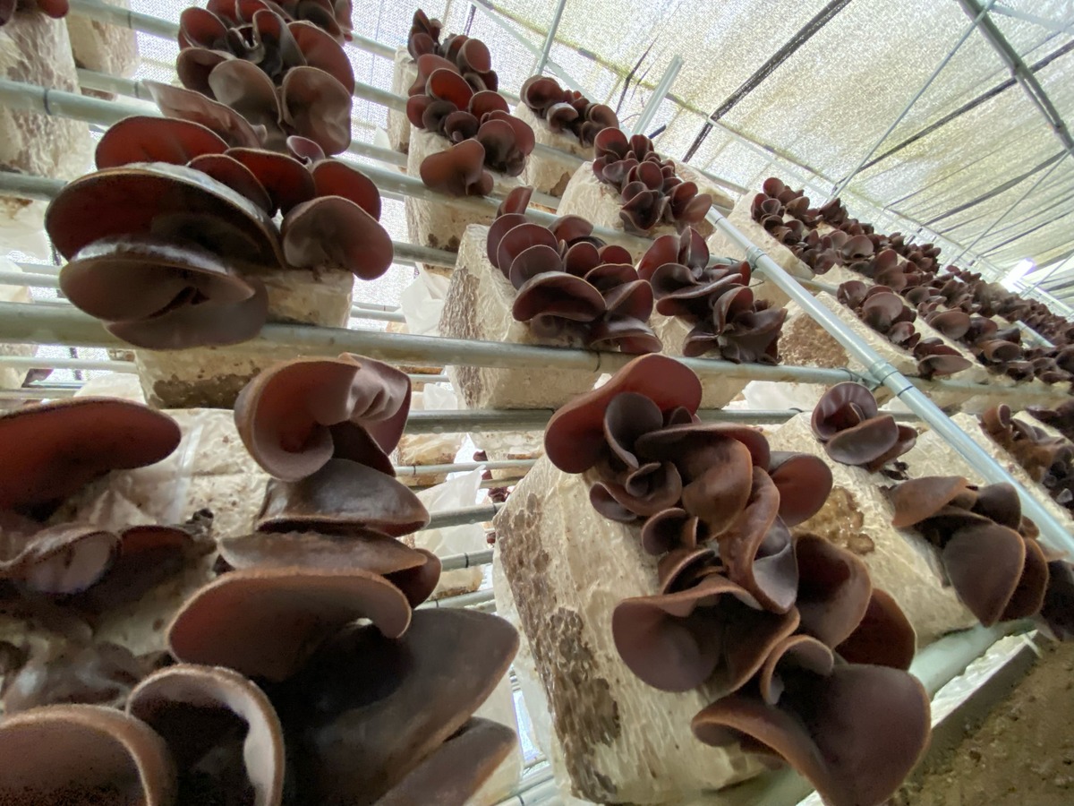 W01202 生きくらげ