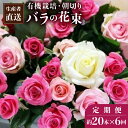 【ふるさと納税】【20本×6カ月】生産者直送　有機栽培で育った朝切りバラの花束(赤・ピンク・黄色の薔薇ミックス) 花の定期便 小山農園 埼玉県 白岡市 送料無料【11246-0076】