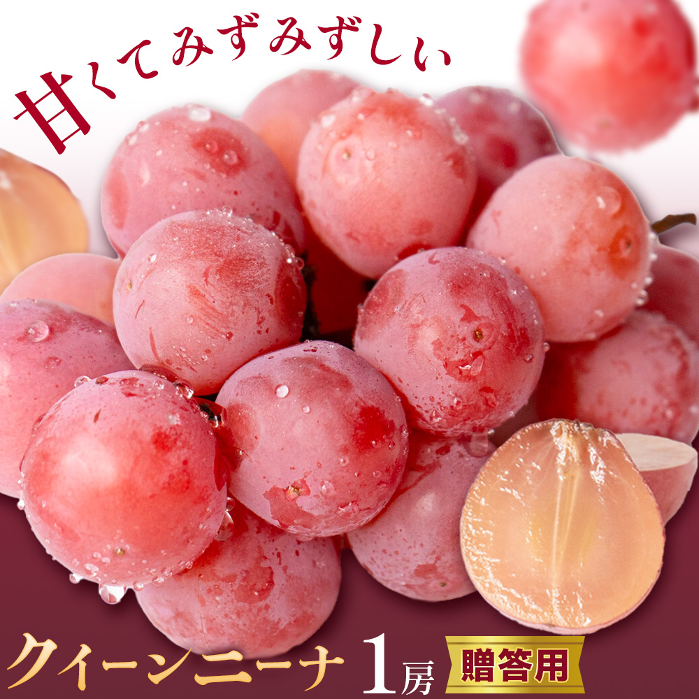 贈答用 クイーンニーナ 1房 約500～600g 葡萄 ブドウ ぶどう 赤ぶどう 大粒 種なし フルーツ 果物 産地直送 新鮮 ジューシー お取り寄せ 国産 茨城県 結城市 お届け時期：2025年9月上旬～9月下旬まで 會澤ぶどう・キウイフルーツ園 【配送不可地域あり】(離島)---yuki_aizw_3_1p---