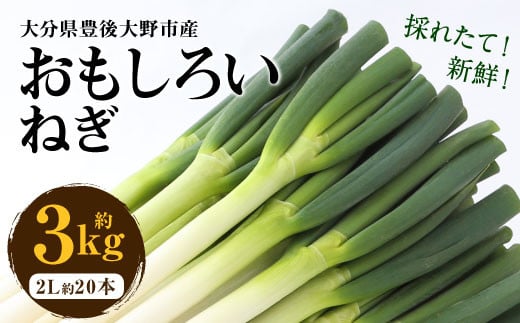 073-1182-2 豊後大野市産 おもしろいねぎ 3kg（2Lサイズ20本） 長ねぎ 長ネギ 白ネギ 白ねぎ ネギ ねぎ 葱 白葱