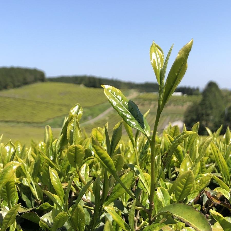 ふるさと納税 水俣市 【毎月定期便】芳醇和紅茶〜Kuu〜空(2g×10個)×5袋セット【ノンカフェイン】全6回 |  | 03