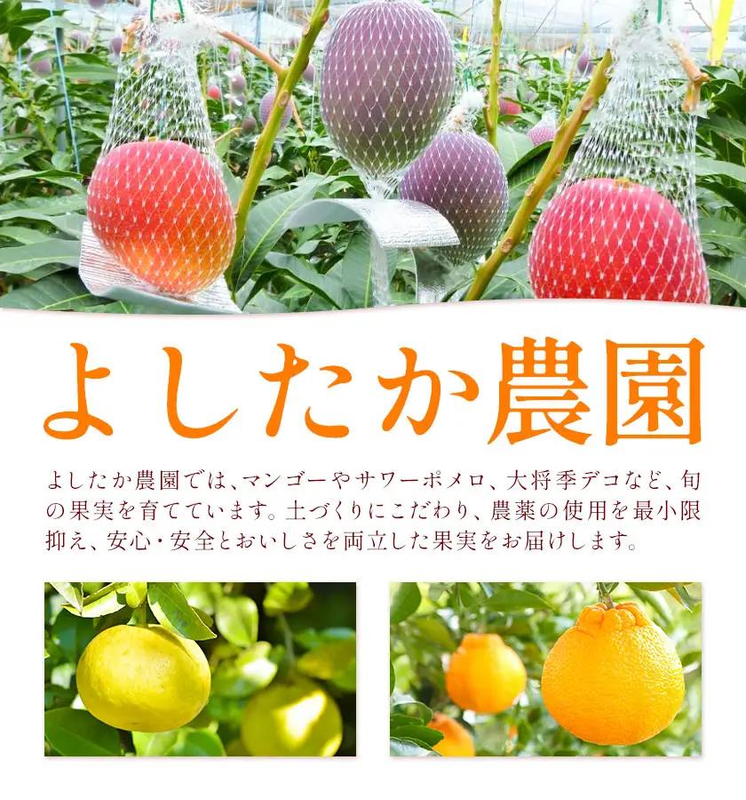 【先行予約】家庭用 みかん サワーポメロ 10kg よしたか農園 《2027年2月上旬～3月下旬頃出荷》