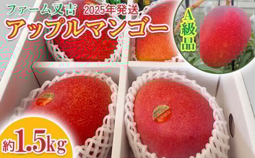 2025年発送【ファーム又吉】A級品アップルマンゴー　約1.5kg フルーツ 果物 期間限定 数量限定 先行予約 南国 プレゼント お土産 おみやげ ギフト くだもの 季節 おきなわ 青果 デザート おすすめ 人気 冷蔵 夏 スイーツ