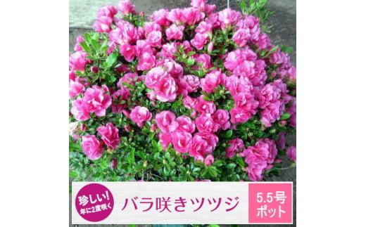 珍しい!年に2度咲くバラ咲きツツジ(5.5号ポット)  (ガーデニング用)