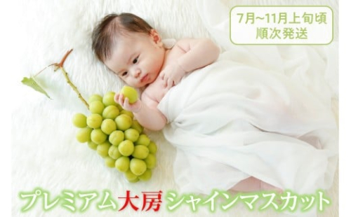 【選べる発送年度】クール配送「マルエス農園」プレミアム大房シャインマスカット1房 800g以上【2025年発送】【2026年発送】（MS）C-119 【シャインマスカット 葡萄 ぶどう ブドウ 令和7年発送 令和8年発送 期間限定 山梨県産 甲州市 フルーツ 果物 クール便】
