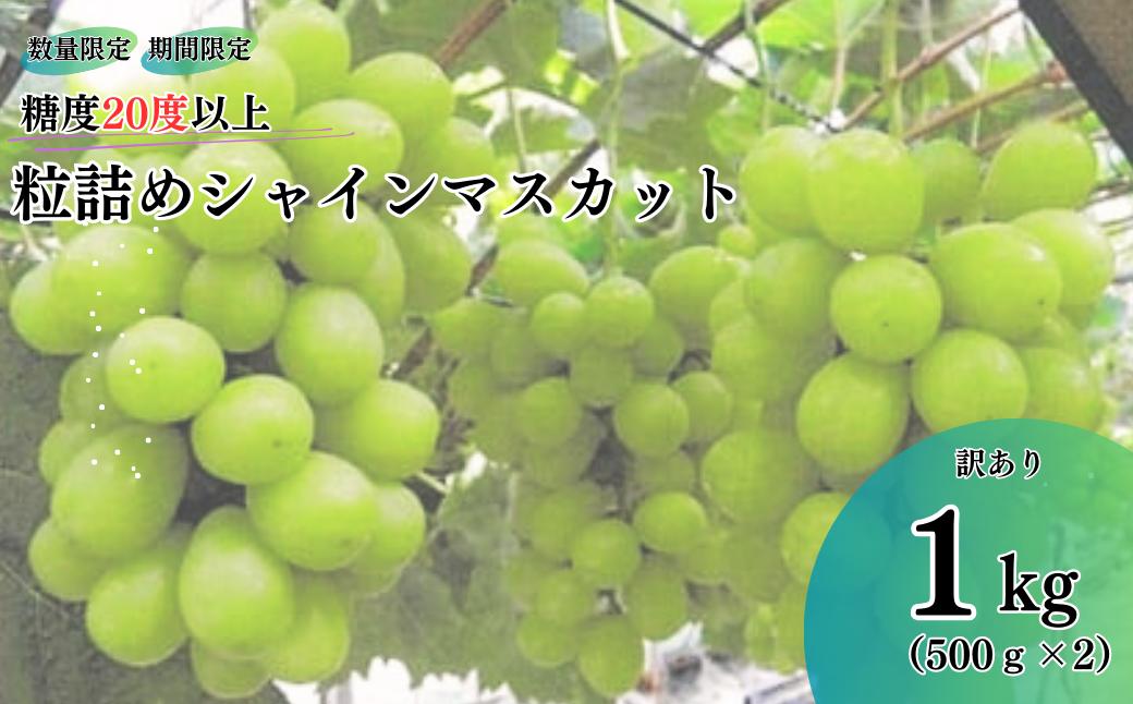 
            【2025年発送】糖度20度以上 粒詰めシャインマスカット 1kg（粒500g × 2） 食べおさめ！※収穫終了間際のため規格外品も含みます シャインマスカット シャイン 葡萄 ぶどう ブドウ フルーツ くだもの 果物 家庭用 ワケアリ 訳あり わけあり 三重県 多気町 TD-07
          